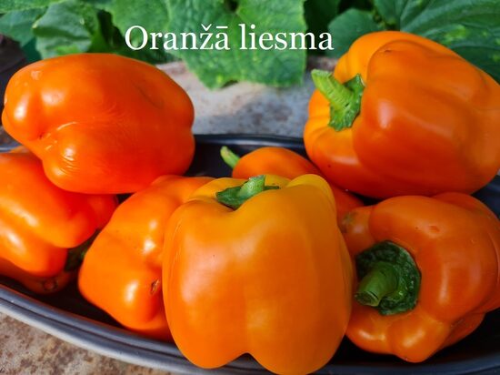 Oranžā liesma (paprikas stāds podiņā)